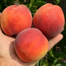 Pfirsichbaum INKA 130-150 cm hoch