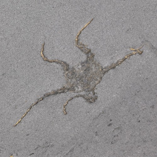 Schlangenstern fossil - schlangenstern,