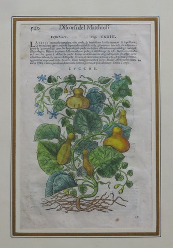 Orig pietro andrea - 16., jh!