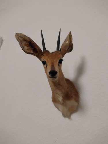 Trophäe steenbock - trophäe,