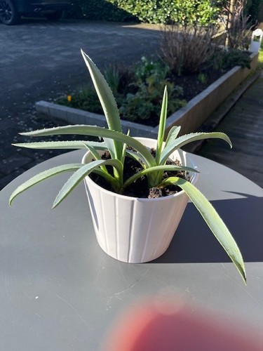 Echte aloe - "echte, "aloe
