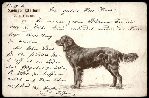 Hund hundezucht gordon - hundezucht,
