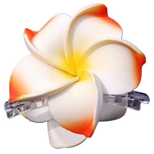 Seestern bali hawaii - seestern,