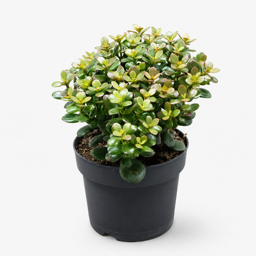 Crassula minor pfennigbaum - minor,