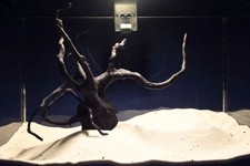 Schwarze Moorwurzel *27cm* /