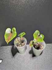 Cyrtosperma Jhonstonii Black