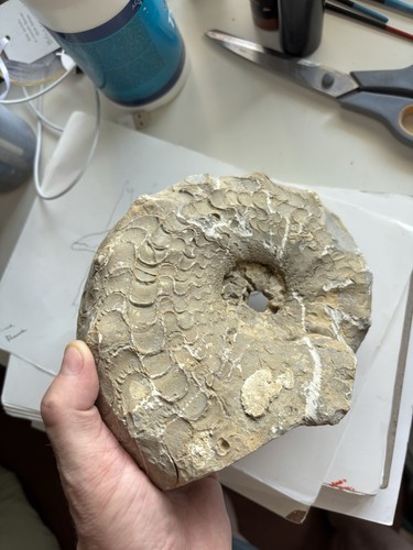 Ceratites muschelkalk - ceratites, sp.