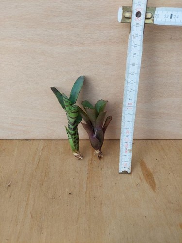 Bromelien sortiment 2 - bromelien, sortiment,