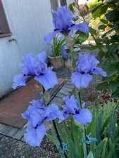 Schwertlilie Iris  "Crodicil " 50 cm reichblühend !