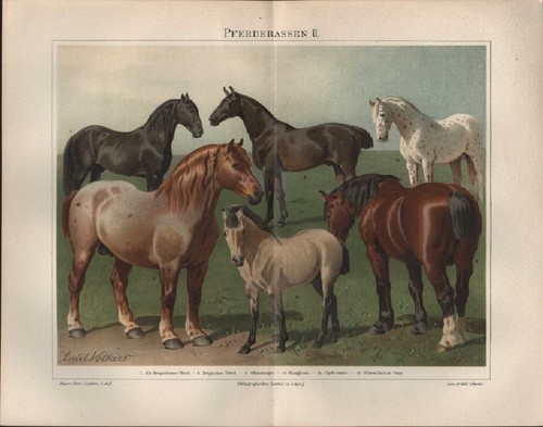 Chromo lithografie 1896 - chromo-lithografie,