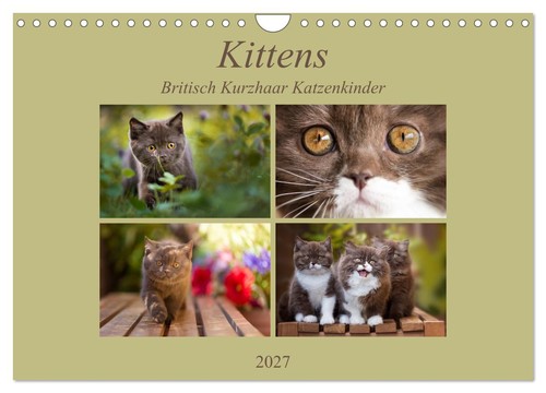 Kittens britisch kurzhaar - britisch,