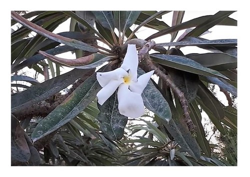 Pachypodium lamerei var - 5x,