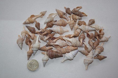 Turrid muscheln - turrid,