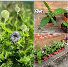 3 Stk. Blaue Kugeldistel, 