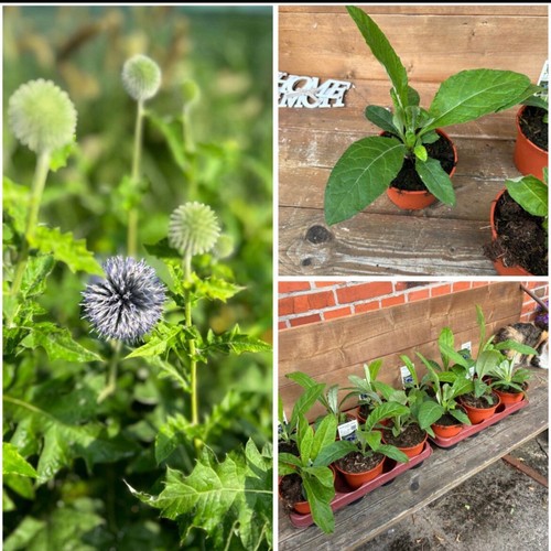 Blaue Kugeldistel, Echinops?
