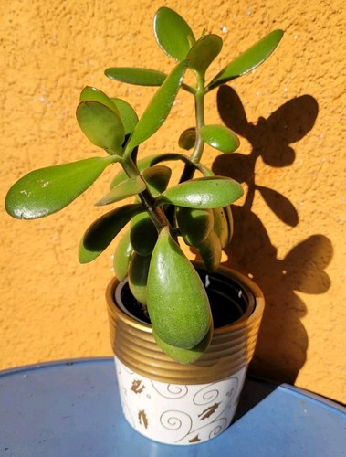 Crassula ovata 17cm bonsai - ovata,