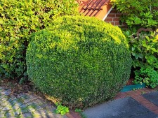 große Buchsbaum Kugel 120 cm zum Selbstausgraben