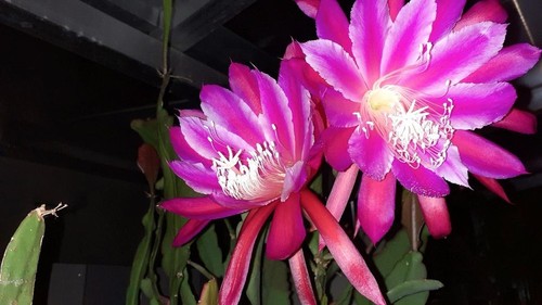 Epiphyllum blattkakteen vista - epiphyllum,