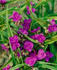 Tradescantia x andersoniana