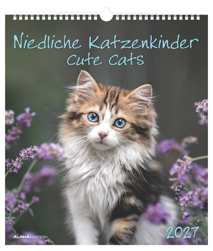 Niedliche katzenkinder 2027 - niedliche,