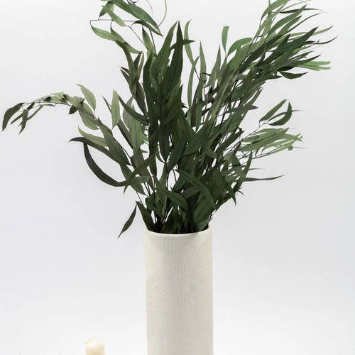 Getrockneter eukalyptus - getrockneter,