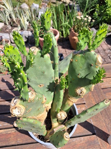 Opuntia stricta feigenkaktus - opuntia,