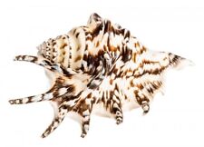 NaDeco Lambis lambis ca. 13cm