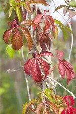 Parthenocissus quinquefolia