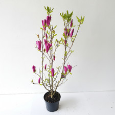 Magnolia Susan