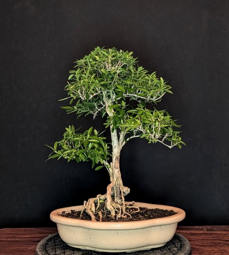 Bonsai junischnee serissa - bonsai,
