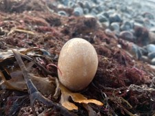 Faserkalk, Ostseejade, Holsteiner Bernstein, Friesengold