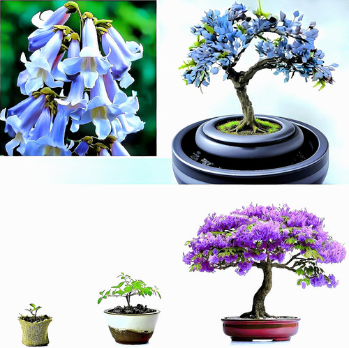 Bonsaisamen blauglockenbaum - bonsaisamen,