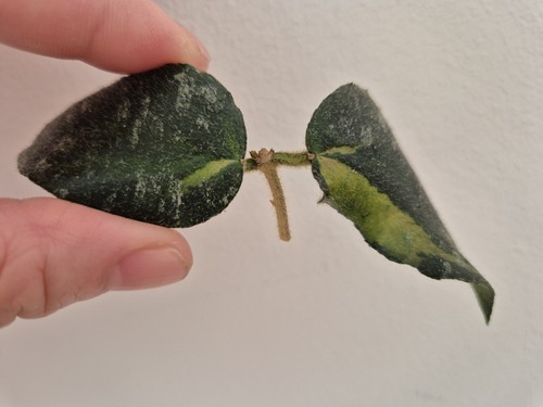 Hoya caudata variegata - variegata, ableger