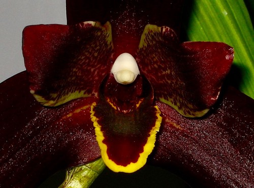Lycaste liberty black - lycaste, diamond