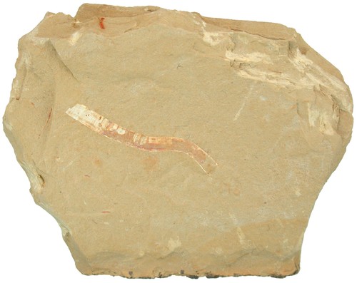 Kambrium gangtoucunia aspera - , gangtoucunia aspera