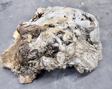 Reptilien Versteck Höhle