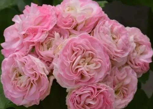 Pelargonie kvarnlyckans - pelargonie,