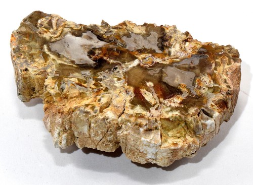 Versteinertes holz platte - 2,