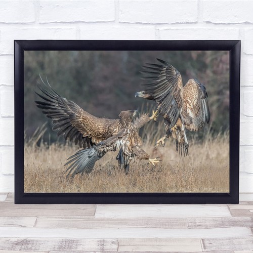 Kampf seeadler rapacious - kampf,