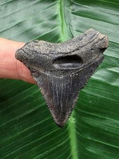 3,9 cm dunkler Zahn des