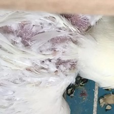 Vogel Rehapor mit Feder-Auxin