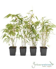 Fargesia rufa bambus - 4, x