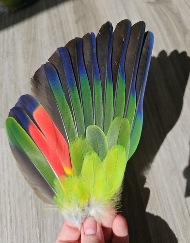 Handschwinge