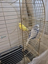 Käfig mit Turteltauben Ajj2