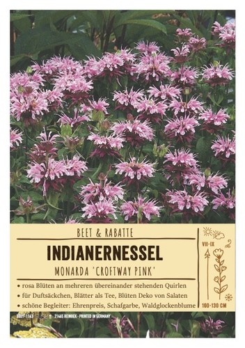 Monarda beauty cobham - monarda,