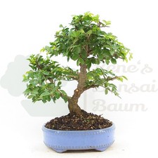 BONSAI Japanische Ulme 'Ulmus japonica' Pflegeleicht & Anfängergeeignet