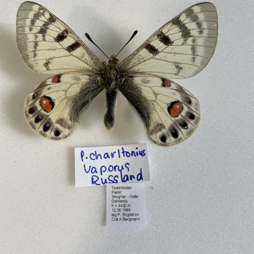 Entomologie*Parnassius