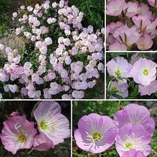 DUFT-NACHTKERZE 300+ Samen