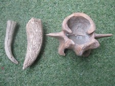 3 Fossilien Wirbel Zahn