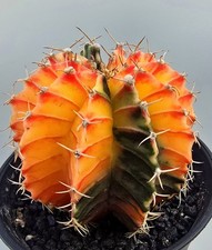 Schöner Ausgefallener